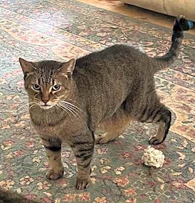 Photo of Sam (Sweet Tabby) #image