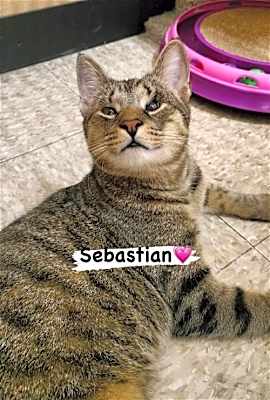 Photo of Sebastian #image