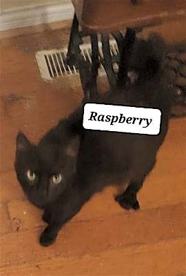 Photo of Raspberry #image