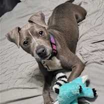 Thumbnail photo of Fig #1