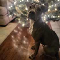 Thumbnail photo of Fig #3