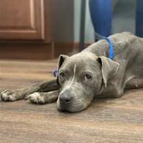 Thumbnail photo of Fig #4