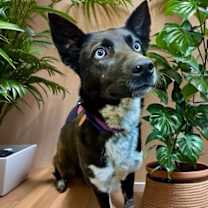 Thumbnail photo of Blackie #1