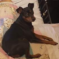 Thumbnail photo of COOKIE-Special Needs #1