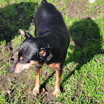 Thumbnail photo of COOKIE-Special Needs #2