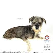 Thumbnail photo of Jasmine #2