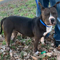 Thumbnail photo of Misty #4