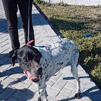 Thumbnail photo of Duke #2