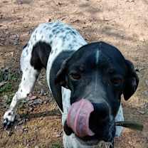 Thumbnail photo of Duke #3