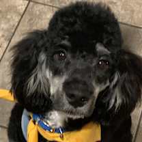 Thumbnail photo of Marlee #1