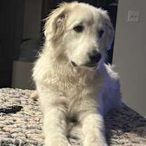 Thumbnail photo of Bodhi #2