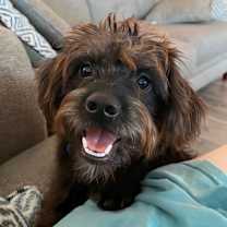 Thumbnail photo of Romeo #2