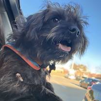 Thumbnail photo of Romeo #3