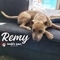 Thumbnail photo of Remy (Courtesy Post) #1
