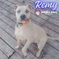 Thumbnail photo of Remy (Courtesy Post) #2