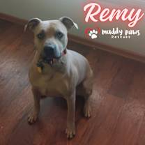 Thumbnail photo of Remy (Courtesy Post) #3
