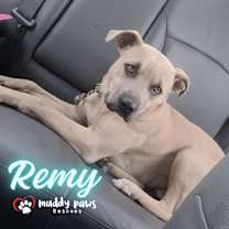 Thumbnail photo of Remy (Courtesy Post) #4