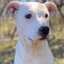 Thumbnail photo of Kirby #2