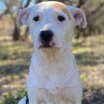 Thumbnail photo of Kirby #3