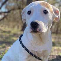 Thumbnail photo of Kirby #1