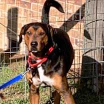 Thumbnail photo of CHESTER #2