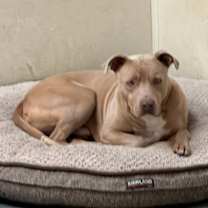 Thumbnail photo of Rocco #1