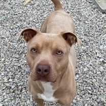 Thumbnail photo of Rocco #2