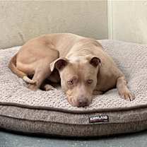 Thumbnail photo of Rocco #3