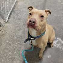 Thumbnail photo of Rocco #4