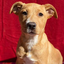 Thumbnail photo of Cinnamon #1