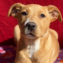 Thumbnail photo of Cinnamon #3