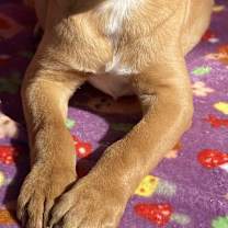 Thumbnail photo of Cinnamon #4