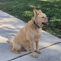 Thumbnail photo of PONCHITO #4