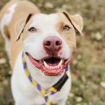 Thumbnail photo of Cato #1