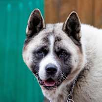 Thumbnail photo of Bella #1