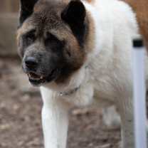 Thumbnail photo of Bear #4