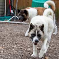 Thumbnail photo of Bella #2