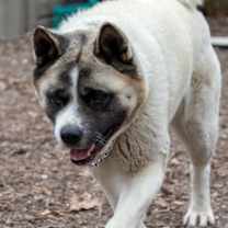 Thumbnail photo of Bella #3