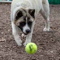 Thumbnail photo of Bella #4