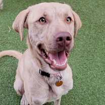 Thumbnail photo of Lulu #1