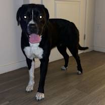 Thumbnail photo of Remi #1