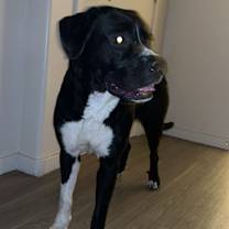 Thumbnail photo of Remi #2