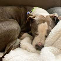 Thumbnail photo of Stevie #4
