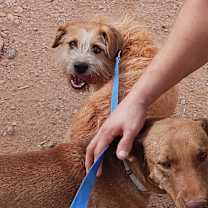 adopt-pet