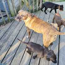 Thumbnail photo of Dakota #3