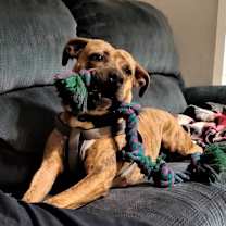 Thumbnail photo of Dakota #4