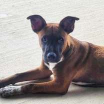 Thumbnail photo of Buddy #1