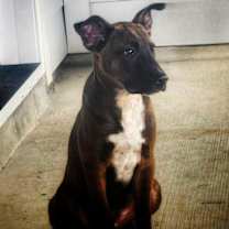 Thumbnail photo of Buddy #3