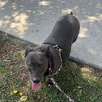 Thumbnail photo of Sweet Pea #2