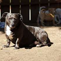 Thumbnail photo of Sweet Pea #3
